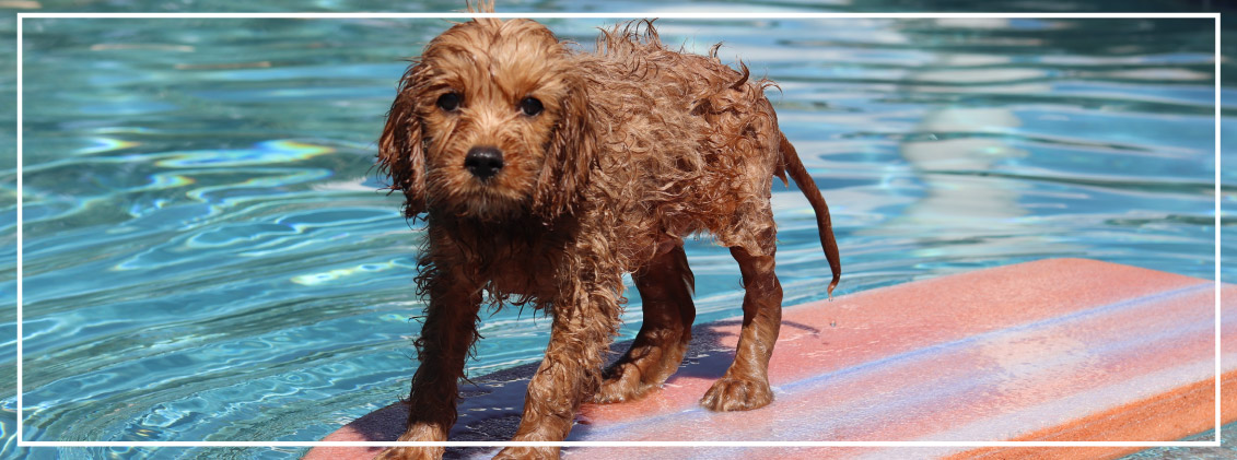 Small dog swimming in fibreglass pool