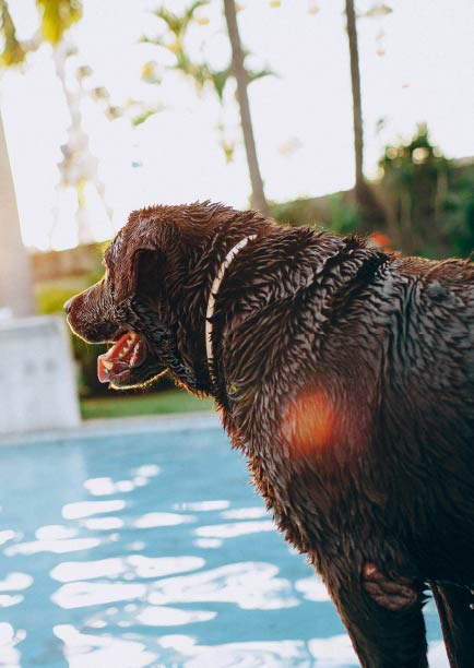 pet-friendly-pools-how-to-include-your-furry-friends-blogimage1-m