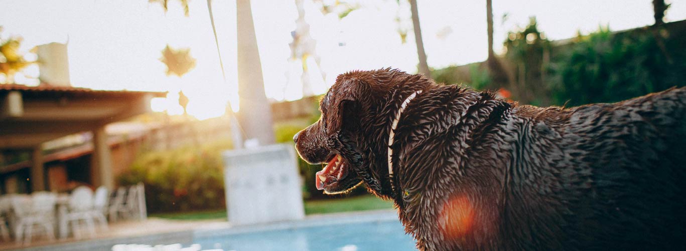 pet-friendly-pools-how-to-include-your-furry-friends-blogimage1