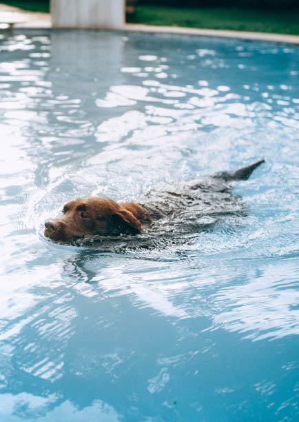 pet-friendly-pools-how-to-include-your-furry-friends-blogimage2-m