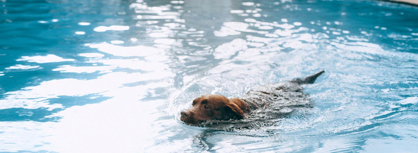 pet-friendly-pools-how-to-include-your-furry-friends-blogimage2