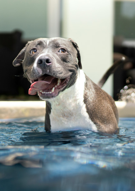 pets-and-pools-safety-considerations-blogimage1-m