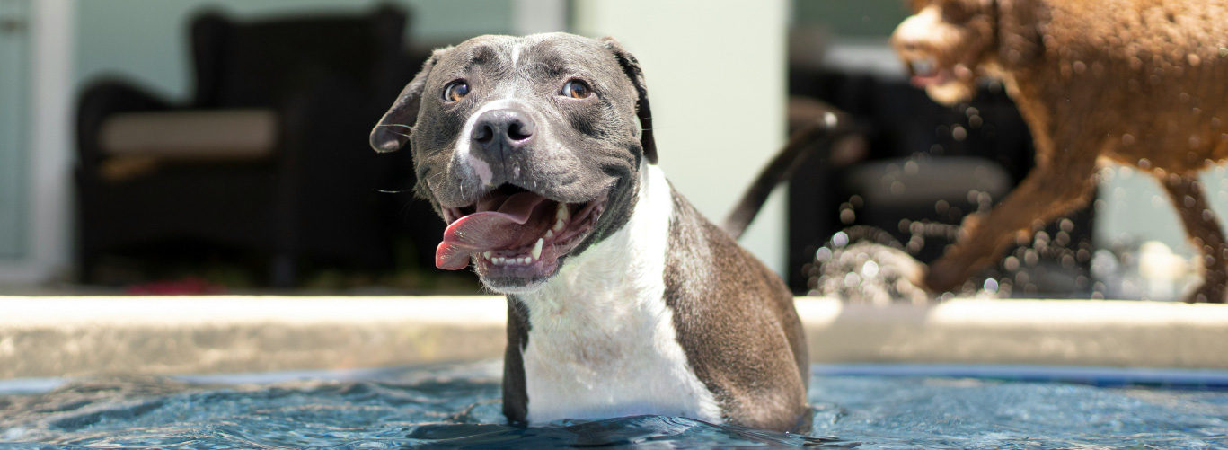 pets-and-pools-safety-considerations-blogimage1