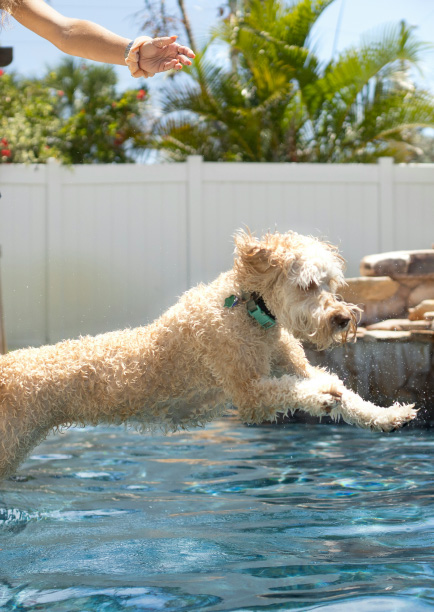 pets-and-pools-safety-considerations-blogimage2-m