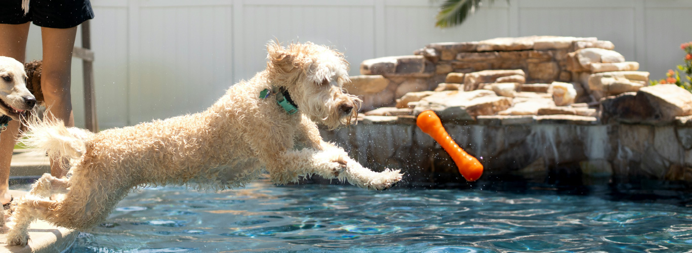 pets-and-pools-safety-considerations-blogimage2